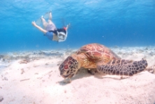 ウミガメツアー